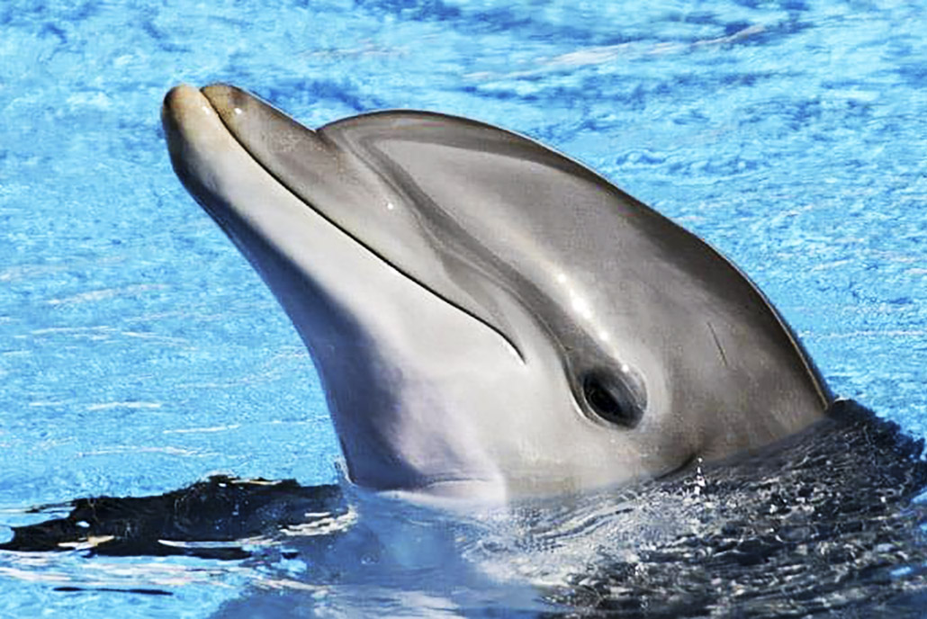 Dolphin Cove Ocho Rios - Irie Zayne Taxi and Tours Jamaica - www.iriezaynetaxiandtoursjamaica.com - www.iriezaynetaxiandtoursjamaica.net