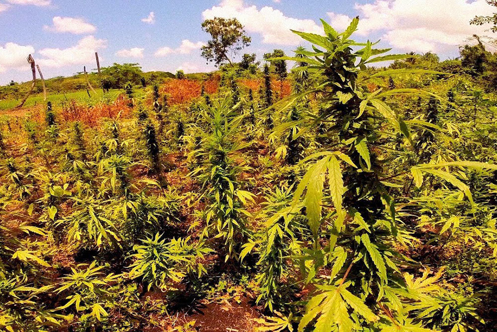 Jamaican Ganja Farm - Irie Zayne Taxi and Tours Jamaica - www.iriezaynetaxiandtoursjamaica.com - www.IrieZayneTaxiAndToursJamaica.net